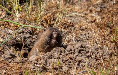 Gopher Control - Home Improvement And Repairs Sioux City, Iowa