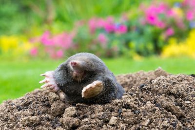 Mole Control - Home Improvement And Repairs Sioux City, Iowa