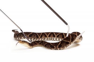 Snake Removal - Home Improvement And Repairs Sioux City, Iowa