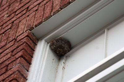 Wasp Nest Removal - Home Improvement And Repairs Sioux City, Iowa
