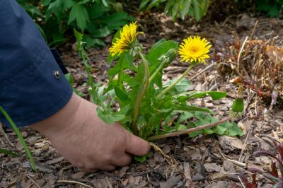 Weed Pulling - Home Improvement And Repairs Sioux City, Iowa
